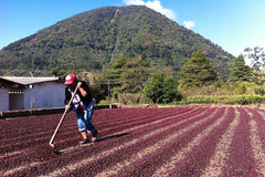 El Salvador - El Molinito - Washed