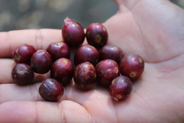 Mexico - Quetzal Mountain Water - Decaffeinated
