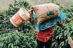 Peru - Rogelio Pena Huaman - Hybrid