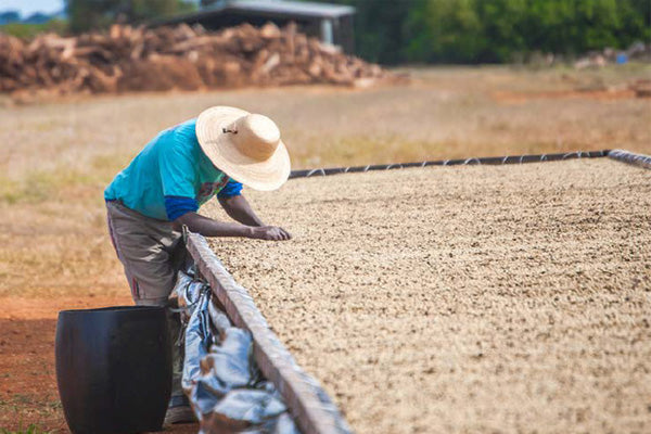 Brazil -  Fazenda Paraiso - Natural Extended Ferment