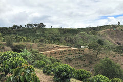 Colombia - Tolima Sugarcane - Decaffeinated