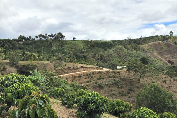 Coffee farm on a hillside